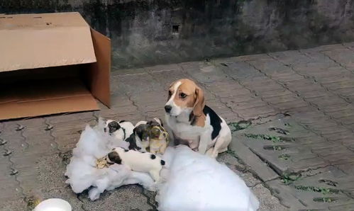 出生没多久的 6只小奶狗 被丢弃,狗妈妈的举动让人泪目