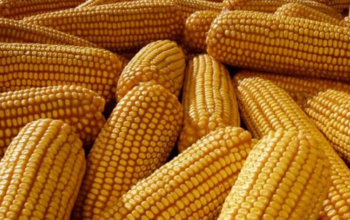 行情 玉米大涨 小麦平稳 稻谷难跌 2021年,又是粮价 疯狂年