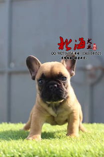北京顺义区纯种法斗幼犬多少钱一只