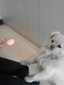 为什么我家的狗狗喜欢吃棉花糖 