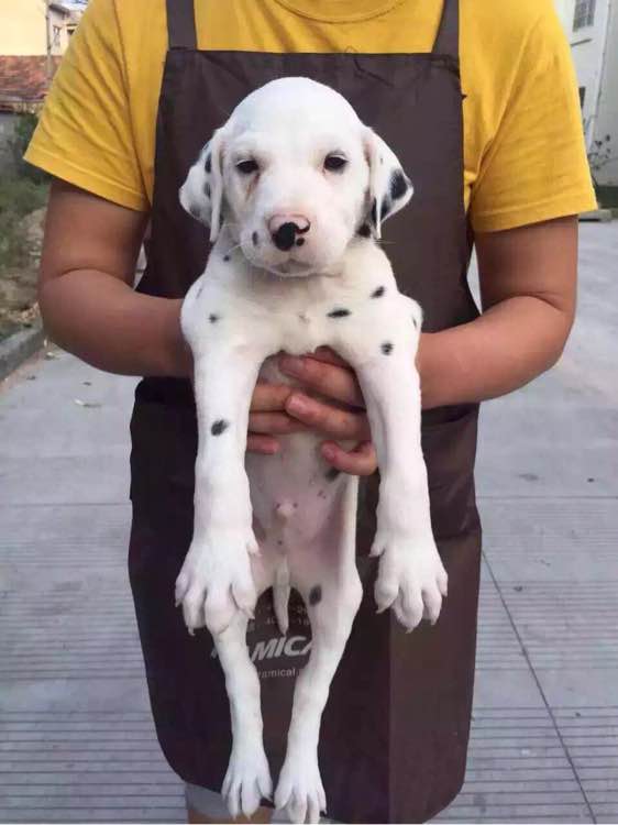 武汉犬舍出售纯种斑点狗大麦町犬活体宠物狗市场在哪卖狗地方买狗