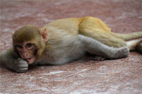 属猴 生肖猴 属猴的今年多大 属猴的属相婚配表 属猴的几月出生最好 属猴的和什么属相最配 十二生肖 