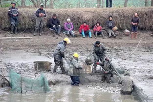 吉水农村干鱼塘,场面壮观 你干过么