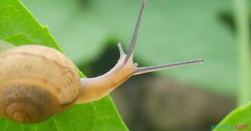蜗牛是怎么长出来的呢 
