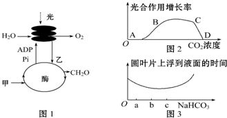 为什么植物体内线粒体呼出的二氧化碳被叶绿体吸收的那部分二氧化碳不算作净光合速率也就是有机物的积累量