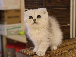 广州哪里折耳猫幼崽的广州折耳猫多少钱一只广州哪有里宠物店