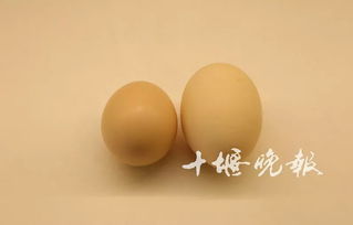 女子买了50枚鸡蛋,敲开后被眼前的一幕惊呆 第209期淄博微信公众号排行榜出炉