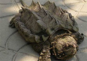北美拟鳄龟怎么养