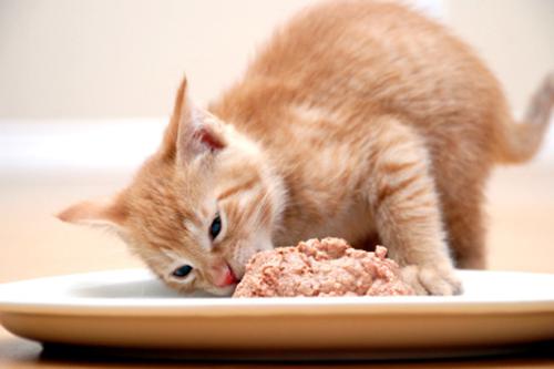 家里的猫不吃猫粮,只吃生肉真的太难了
