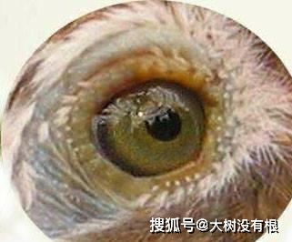神奇的动物 鸟类的眼睛那么偏,那么它们是怎么看得清世界的