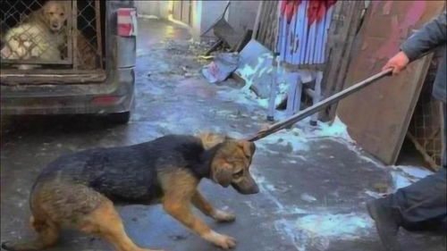 屠宰场内的狗狗,为什么不反抗也不逃跑 原来狗贩子这么残忍 