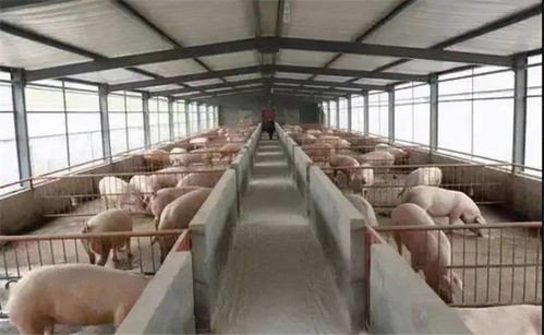 新式养猪猪舍大棚如何建设 养猪大棚建设方法,想养猪的人必知