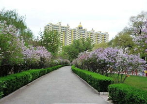 以哈尔滨市花命名的优雅的主题公园 丁香公园