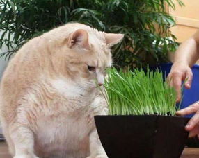 普贝斯 猫咪为什么会患有脂肪肝
