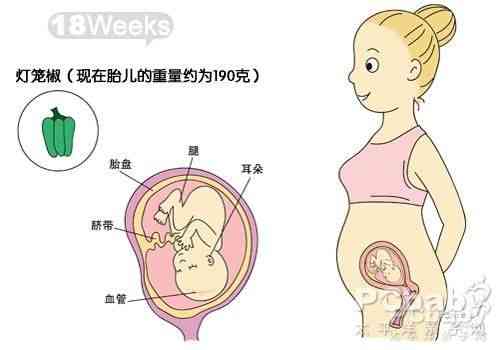 孕18周，怀孕18周胎儿发育情况及注意事项