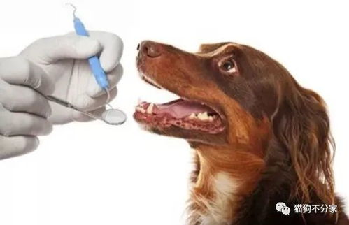 狗狗牙齿疼痛的表现及常见的牙齿问题