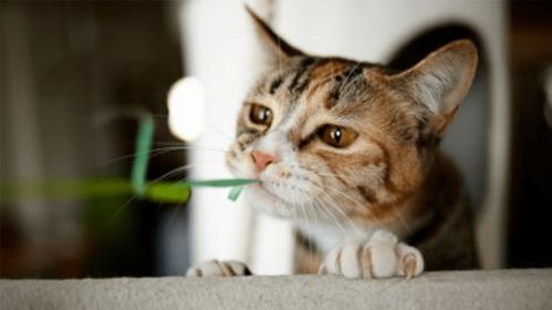猫咪挑食与厌食的区别,如何培养良好的饮食习惯 食物 