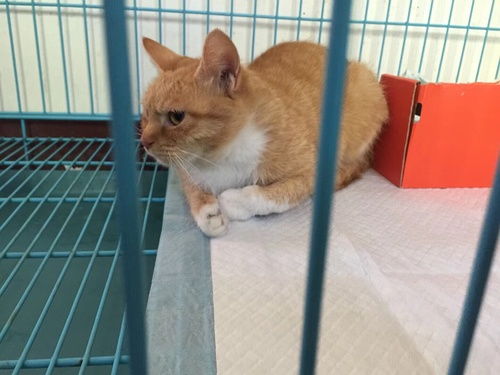上海橘猫免费领养 