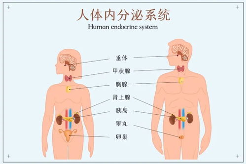 内分泌失调,这样艾灸调理效果好