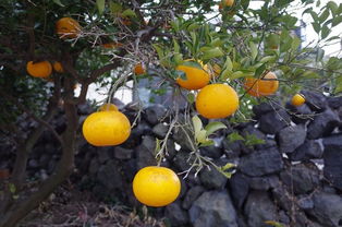 2019年春节济州岛的海风和橘子园与我有关