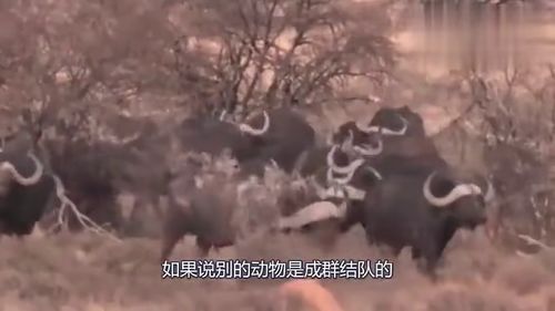 非洲水牛的战斗力有多强 直接群殴狮子,镜头记录狮子起飞过程 