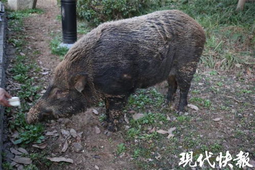 饭来张口的日子结束了,南京八字山野猪即将 返乡