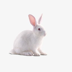 一只小白兔素材图片免费下载 高清png 千库网 图片编号8882951 