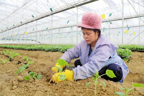 榕江 反季节瓜果苗种植忙