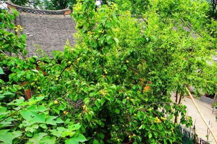 杏树在院子里的寓意 杏树种在院子里吉利吗