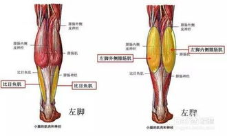 锻炼小腿肌肉需要注意哪些事项或技巧？