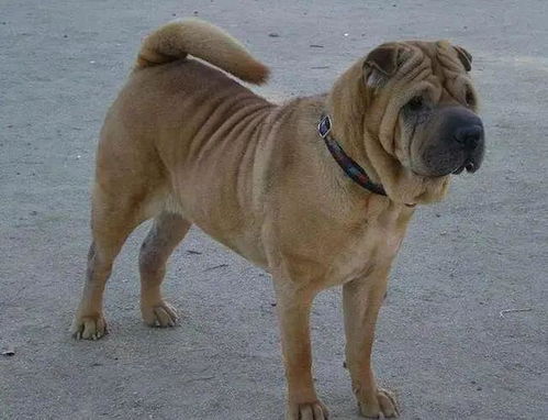 骨嘴沙皮犬,我国原生态古老犬种,可惜已濒临灭绝