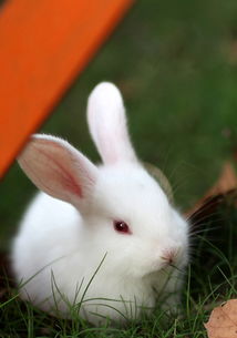 养兔子要了解兔兔身体语言