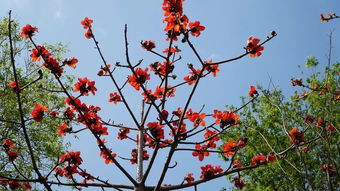 春来碧草如丝,又是一年木棉花开时