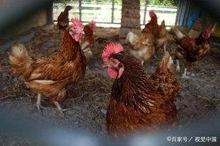 蛋鸡饲料豆油什么阶段添加(蛋鸡饲料豆油什么阶段添加最多)