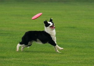怎么教狗狗玩飞盘 如何训练狗狗接飞盘