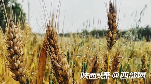 陕西连阴雨天气持续 部分黄熟小麦出现穗发芽 霉变该怎么处理补救