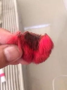 把狗狗染成了粉红色, 可几天后,耳朵掉了...