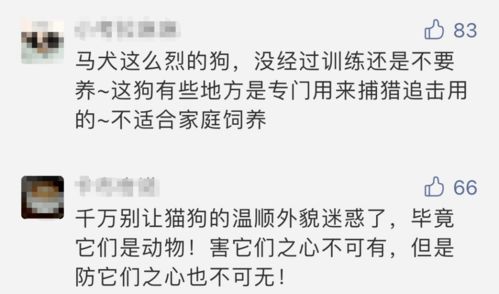 4岁男孩被咬,头面部17处伤口 缝80多针 医生紧急提醒