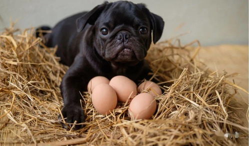 一天一个鸡蛋,狗能顶得住