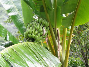 香蕉树长什么样子,香蕉长在树上什么样的？