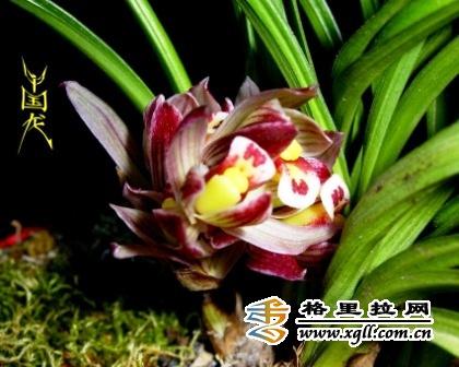兰花中国龙是什么品种,水晶龙兰花到底是什么品种？