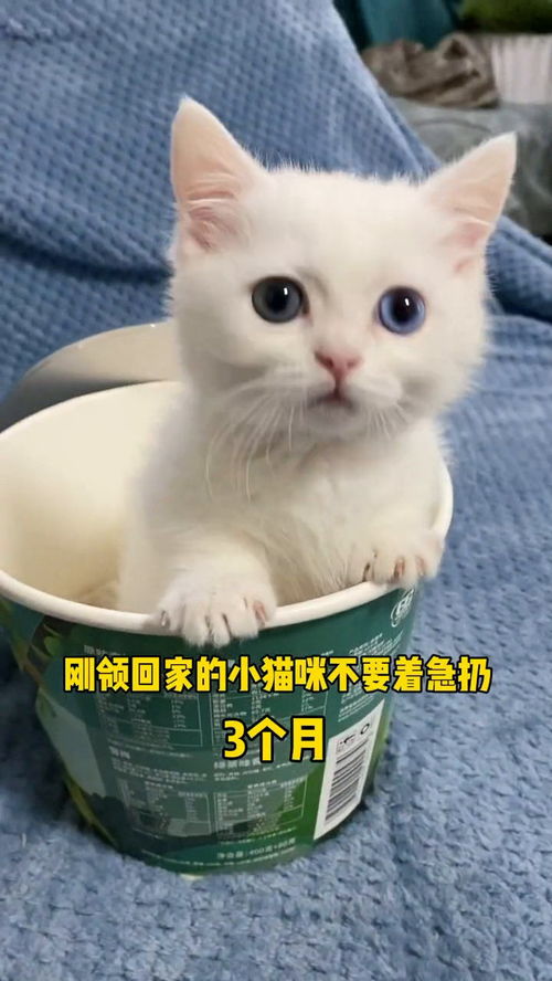 刚领回家的猫咪先不要着急扔 