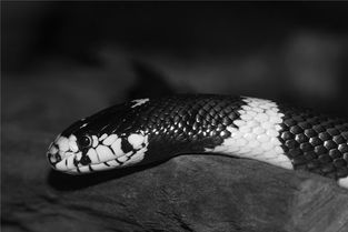 梦见黑色蛇是什么意思梦到黑色蛇好不好(做梦梦见黑色的蛇是什么征兆)