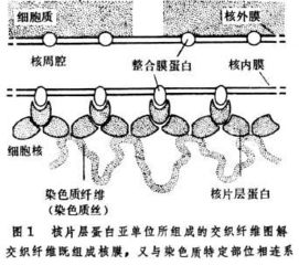 核膜有几层膜(细胞膜有几层膜)