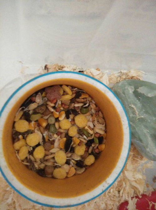 宠物仓鼠吃生的玉米还是熟的玉米 如果是生的那么硬,仓鼠能吃得动吗 