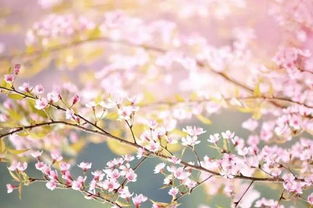 赏樱,偏不去日本 家门口的1200亩樱花都上央视了,你还不知道
