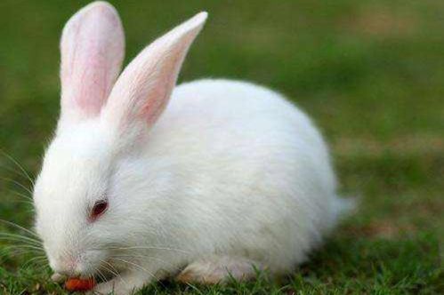兔兔兔兔 的终身寿数,12月9该何去何从 也许这就是 命