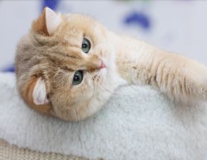 图 美短 英短 大包子 虎斑条纹 正规猫舍 售后有保障 成都宠物猫 