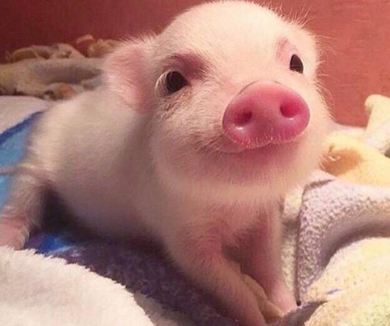心理测试 4只猪猪,哪只最可爱 测你和他在一起会幸福吗