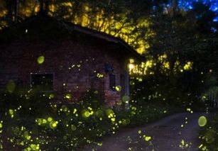 萤火虫的生物学特性是什么 